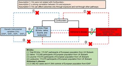 Investigating the causal association between branched-chain amino acids and Alzheimer's disease: A bidirectional Mendelian randomized study